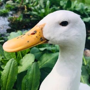 Meet your Posher, Hadley